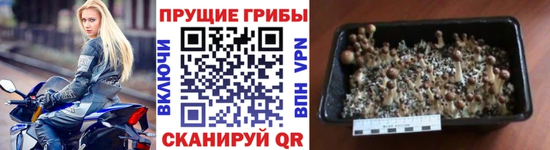 Псилоцибиновые грибы прущие грибы Выкса